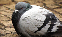 control de aves