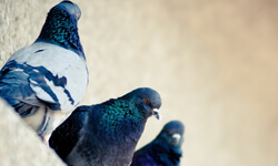 control aves casas